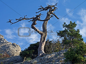Dead pine tree on a cliff.