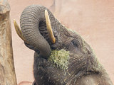 Elephant eating grass 