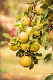 Red apples on apple tree branch, old color image style