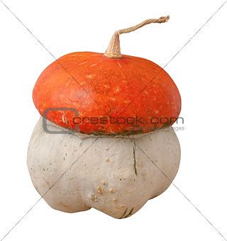 decorative pumpkin (Cucurbita pepo) on the white background