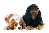 two cavalier king charles