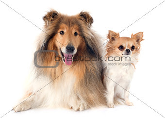rough collie and chihuahua