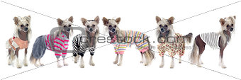 dressed Chinese Crested Dogs