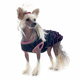 dressed Chinese Crested Dog