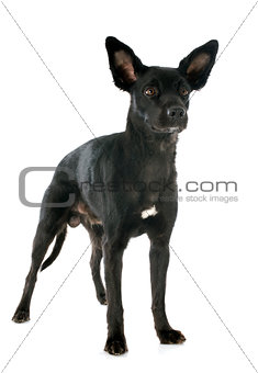 peruvian dog