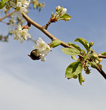bumblebee collects nectar from the flowers of apple