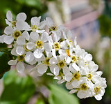 white flowers of bird cherry