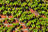 Ivy on the ancient brick wall