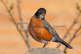 Robin on a Fence Post