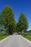 Tree lined country road in northern Italy