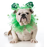 St. Patricks Day dog