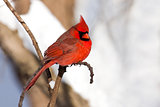cardinal rests in snow covered forest