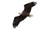 spread wing bald eagle soars across the sky
