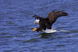 a focused bald eagle attacks its prey