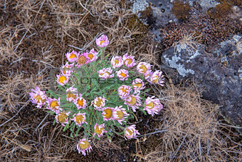 Cushion Daisies Desert Wildflower Closeup