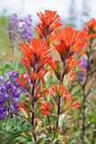Red Indian Paintbrush Wildflowers Closeup