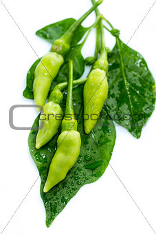 fresh green guinea-pepper (bird-chilli)