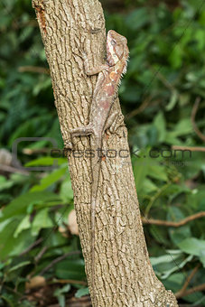  tree lizard 