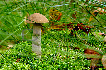 Boletus scaber (Leccinum scabrum) on the hummock moss