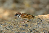 Eurasian Tree-Sparrow (Passer montanus)