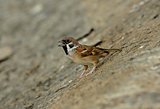 Eurasian Tree-Sparrow (Passer montanus)