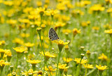 The Zebra Blue butterfly (Leptotes plinius)