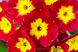 closeup of beautiful red primrose