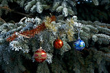 Christmas Tree Branch 