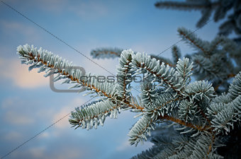 Winter frost on spruce tree 