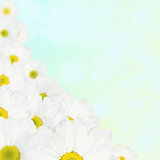 White daisy background