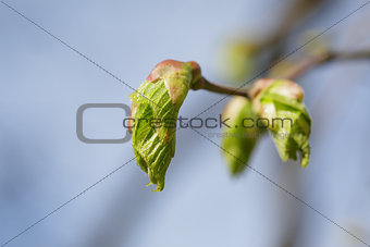 first spring leaves on the tree