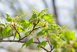 young maple leaves on the tree