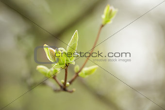 acer tataricum first buds and leaves