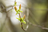 acer tataricum first buds and leaves