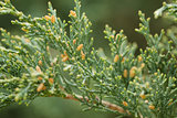 western juniper twigs