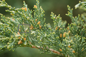 western juniper twigs