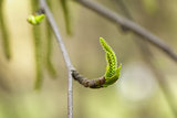 birch catkins buds on tree