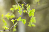 first spring birch leaves