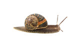 Profile of garden snail with boldly striped shell