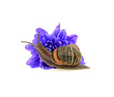 Garden pest, the snail, eats a blue chrysanthemum flower