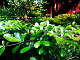 Verdure Green Leaves