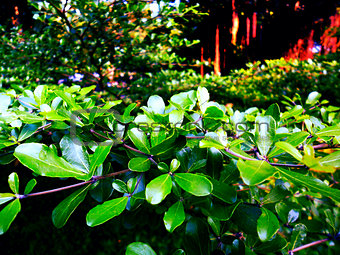 Verdure Green Leaves