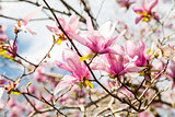 Japanese Magnolias with Bright Cloud Background