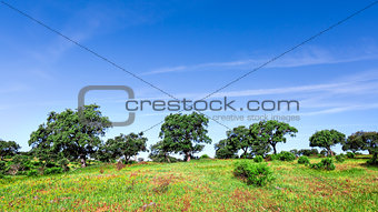 Green Grass Field Landscape