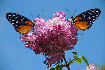 Syringa vulgaris with 2 Heliconius hecate butterflies
