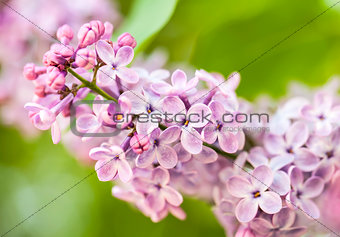 Pink lilac branch on green leaves in spring closeup