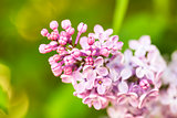 Pink lilac branch on green leaves in spring macro