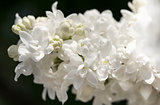 White lilac branch on dark background closeup