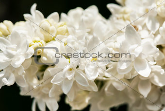 White lilac branch on dark background in spring closeup