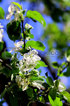White flowers of apple tree